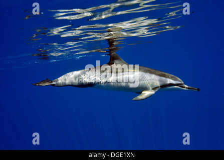 Spinner-Delphin, Stenella Longisrostris, Kailua-Kona, Hawaii, Nordpazifik Stockfoto