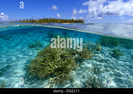 Split-Bild von Hirschhorn Koralle Acropora SP. und unbewohnten Insel Ailuk Atoll, Marshall-Inseln, Pazifik Stockfoto