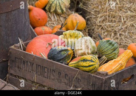 Kürbisfeld Winterkürbis Display in England Ernte Stockfoto