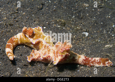 Paar von vielen gelappt Ceratosoma. (Ceratosoma Tenue). Lembeh Straße, Indonesien Stockfoto