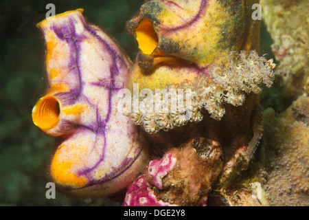 Blue Dragon Nacktschnecken kriecht über Manteltieren. (Pteraeolidia Ianthina über Polycarpa Aurata). Lembeh Straße, Indonesien Stockfoto