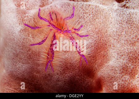 Behaarte Squat Lobster lebt in riesigen Fass-Schwamm. (Lauriea Siagiani). Lembeh Straße, Indonesien Stockfoto