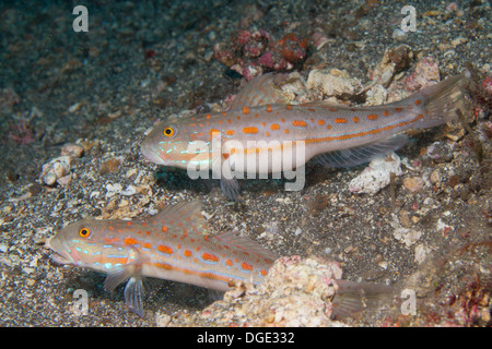 Paar Orange gestrichelte Gobys. (Valenciennea Puellaris). Lembeh Straße, Indonesien Stockfoto