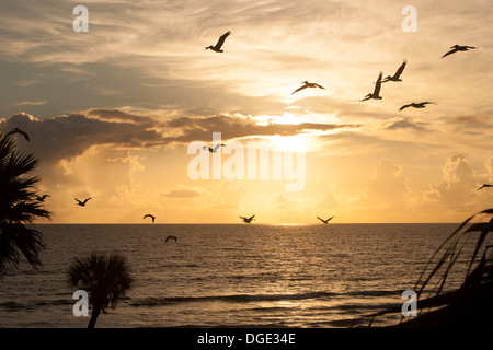 Pelikane im Flug Stockfoto