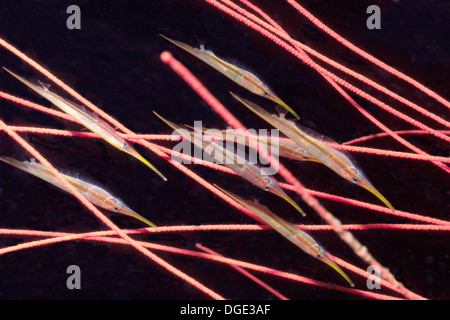 Schule des starren Shrimpfish versteckt sich in Gorgonien. (Centriscus Scutatus). Lembeh Straße, Indonesien Stockfoto