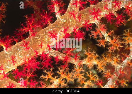 Weiche Korallen Nahaufnahme zeigt offene Polypen. (Dendronephthya sp.). Fidschi-Inseln Stockfoto