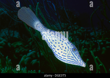 Scrawled Feilenfisch. (Aluterus Scriptus). Bonaire Stockfoto