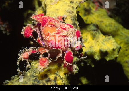 Kryptische Teardrop Krabbe. (Pelia Mutica). Bonaire Stockfoto