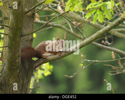 Eurasische Eichhörnchen / Sciurus Vulgaris / Europäisches Eichhörnchen Stockfoto