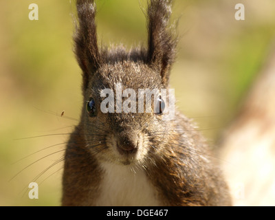 Eurasische Eichhörnchen / Sciurus Vulgaris / Europäisches Eichhörnchen Stockfoto