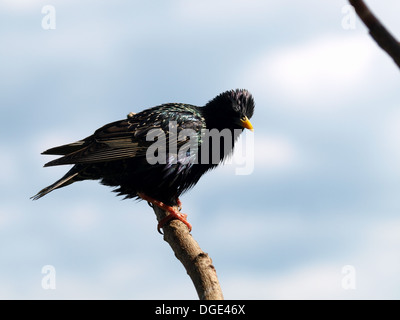 Gemeinsamen Starling, European Starling, Starling / Sturnus Vulgaris / Stern Stockfoto