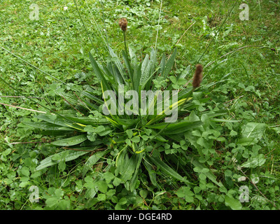 Spitzwegerich Spitzwegerich / Plantago Lanceolata / Spitzwegerich Stockfoto