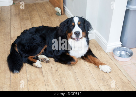 Berner Sennenhund waiting von seinem Futternapf. Stockfoto