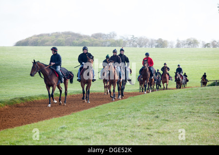 Pferde auf Newmarket'sGallops Stockfoto
