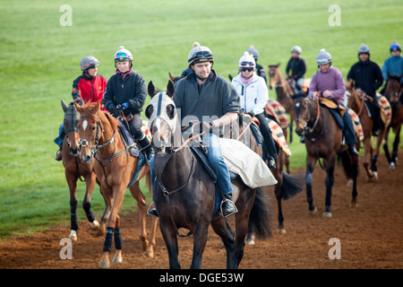 Pferde auf der Newmarket Galoppaden Stockfoto