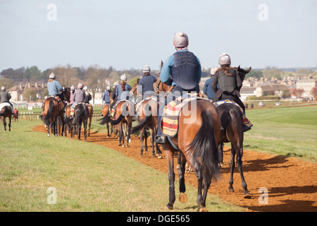 Pferde auf der Newmarket Galoppaden. Stockfoto