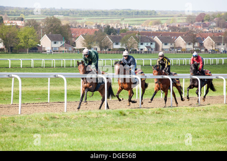 Pferde auf der Newmarket Galoppaden. Stockfoto