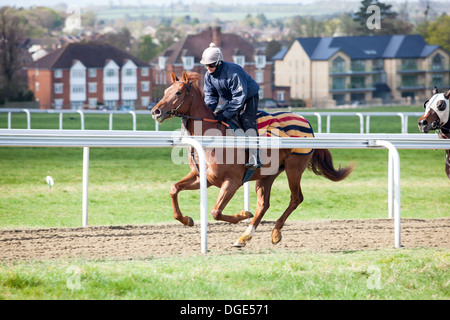 Galoppierendes Pferd auf Newmarket es Galoppaden. Stockfoto