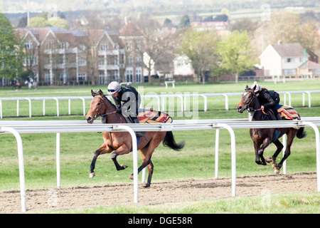 Rennpferden auf Newmarket des Galopps Stockfoto