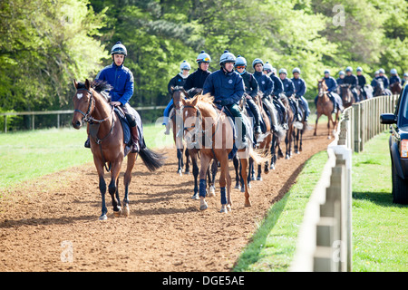 Pferde auf der Newmarket Galoppaden. Stockfoto