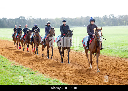 Eine Reihe von Rennpferden auf Newmarket es Galoppaden. Stockfoto