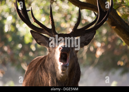 brüllenden Hirsch hautnah Stockfoto