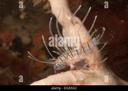 Winziges Baby Feuerfische. (Pterois sp.). Lembeh Straße, Indonesien Stockfoto