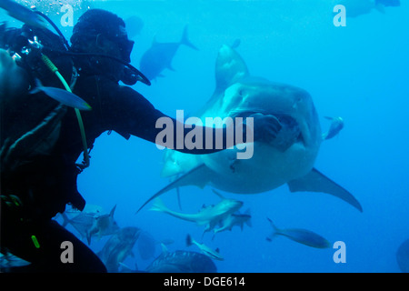 Taucher Hand speist ein Fischkopf, ein großer Tigerhai. (Galeocerdo Cuvier). Fidschi-Inseln Stockfoto