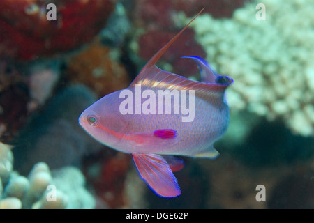 Scalefin Anthias - männlich. (Pseudanthias Squamipinnis). Fidschi-Inseln Stockfoto