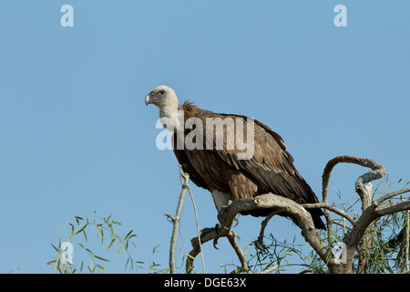 Himalayan Gänsegeier Stockfoto