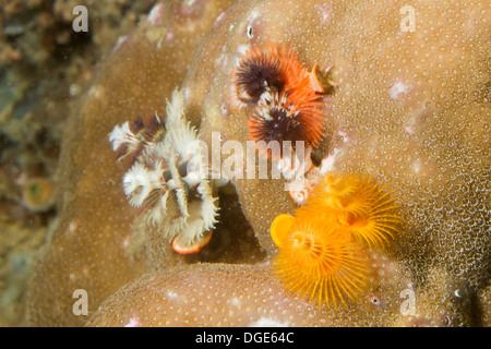 Weihnachtsbaum Würmer in vielen verschiedenen Farben. (Spirobranchus sp.). Lembeh Straße, Indonesien Stockfoto