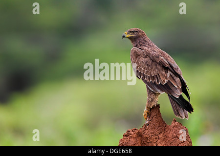 Tawny Adler Stockfoto