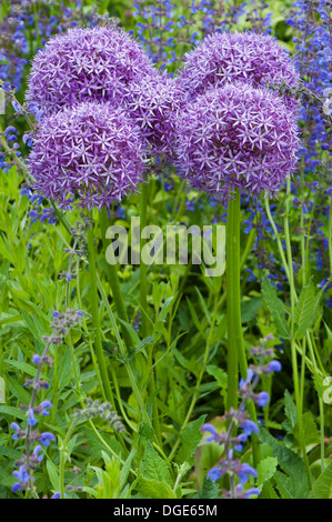 Alliums inmitten der Natur Stockfoto