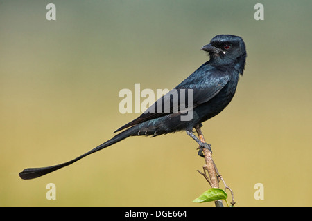 Schwarzer Drongo Stockfoto