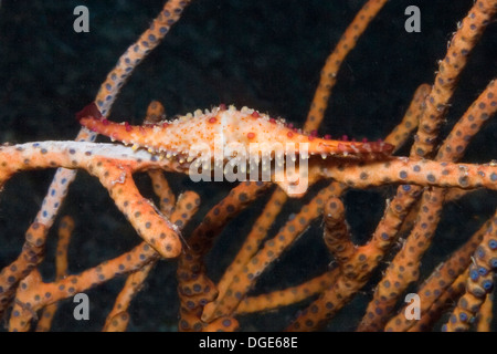 Rosig Spindel Kauri. (Phenacovolva Rosea). Lembeh Straße, Indonesien Stockfoto