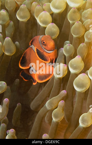 Spinecheek Anemonefish lebt in einer Lampe-Tenacle-Anemone. (Premnas Biaculeatus ist Entacmaea Quadricolor). Lembeh Straße, Indonesien Stockfoto