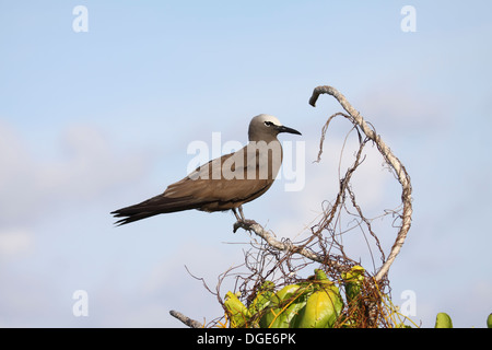 Gemeinsamen Noddy hocken auf Baum in den Seychellen Stockfoto