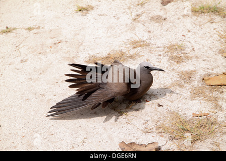 Gemeinsamen Noddy in den Seychellen Stockfoto