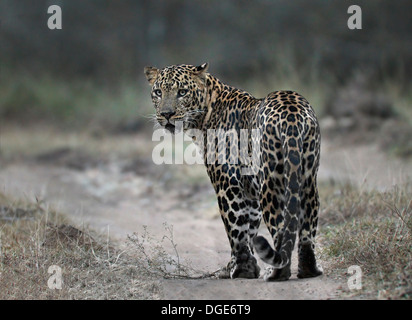 Männliche Leopard in Bandipur Stockfoto