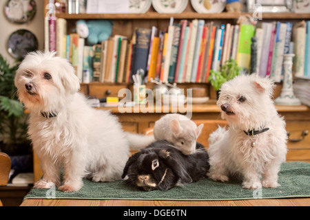 Ein Malteser Hund mit einem Kaninchen und Chinchilla im Hause UK Stockfoto