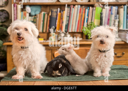 Ein Malteser Hund mit einem Kaninchen und Chinchilla im Hause UK Stockfoto