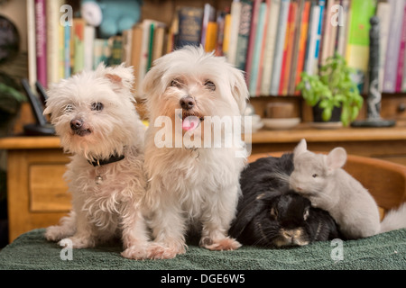 Ein Malteser Hund mit einem Kaninchen und Chinchilla im Hause UK Stockfoto