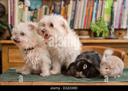 Ein Malteser Hund mit einem Kaninchen und Chinchilla im Hause UK Stockfoto