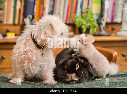 Ein Malteser Hund mit einem Kaninchen und Chinchilla im Hause UK Stockfoto