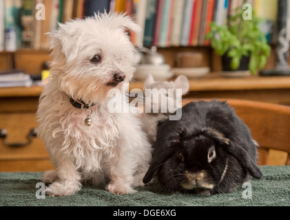 Ein Malteser Hund mit einem Kaninchen und Chinchilla im Hause UK Stockfoto