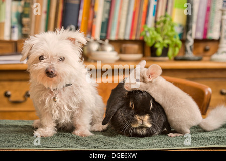 Ein Malteser Hund mit einem Kaninchen und Chinchilla im Hause UK Stockfoto