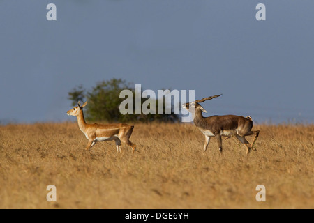 Blackbuck Paarung Stockfoto