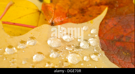 Tau hat auf Laub im Herbst gesammelt. Stockfoto