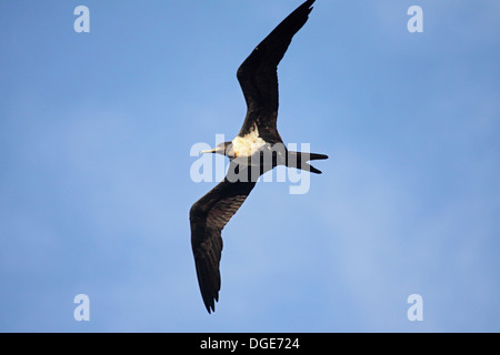 Geringerem Fregattvogels fliegen in Baum Roost auf Bird Island-Seychellen Stockfoto