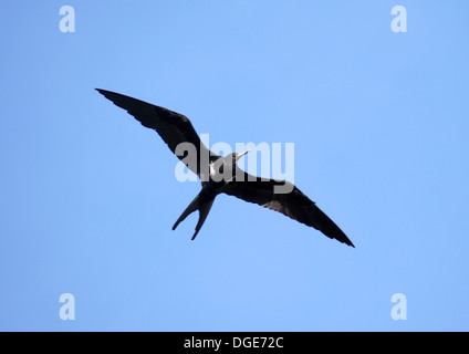 Geringerem Fregattvogels fliegen über Baum Roost auf Bird Island-Seychellen Stockfoto